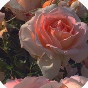 Meet your Posher, No